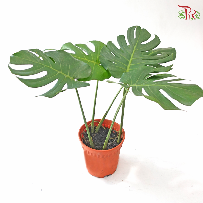 Monstera P170《龟背竹》