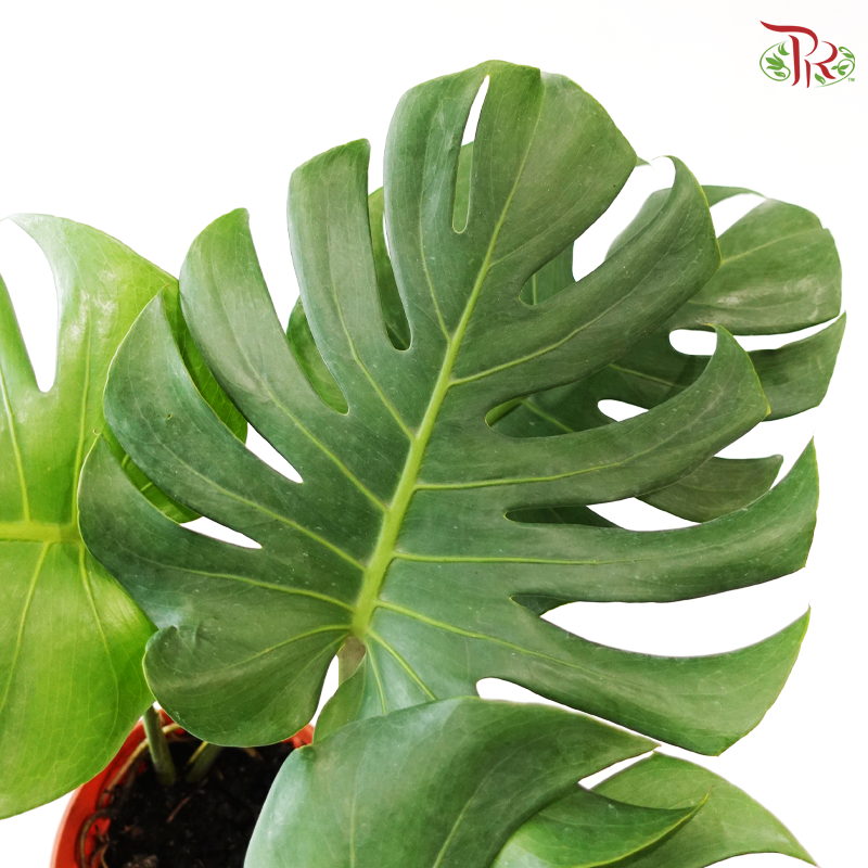 Monstera P170《龟背竹》