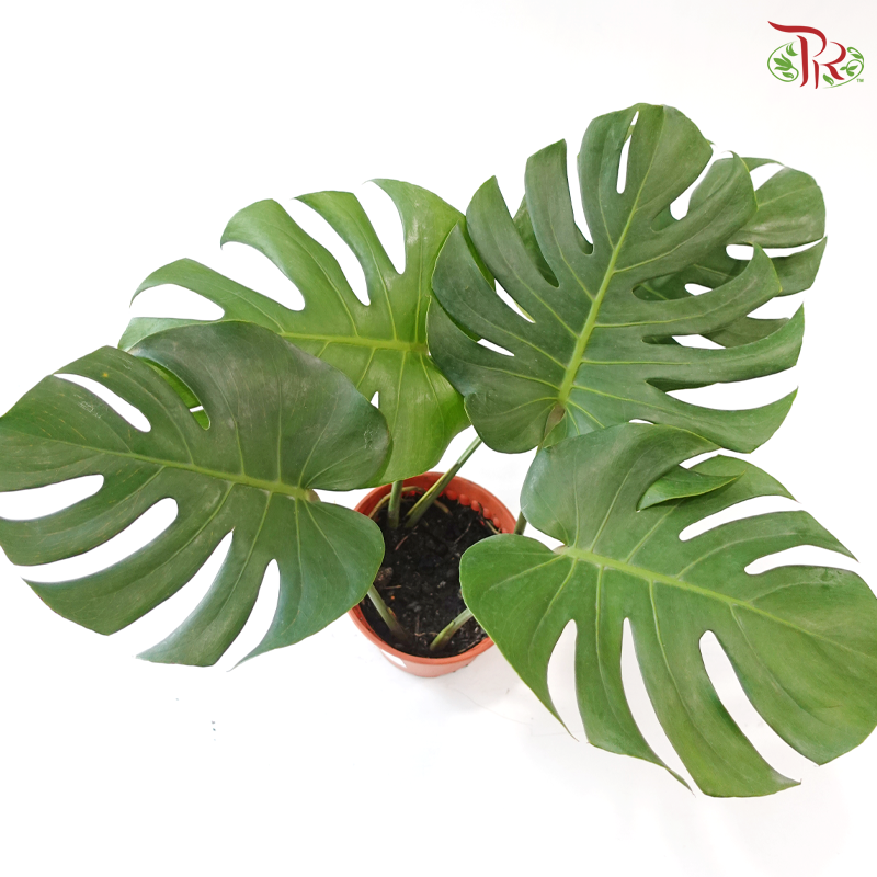 Monstera P170《龟背竹》