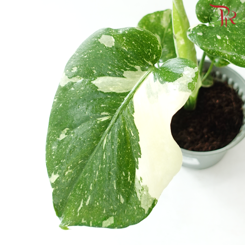 Monstera Thai Constellation《泰国金洒龟背竹》