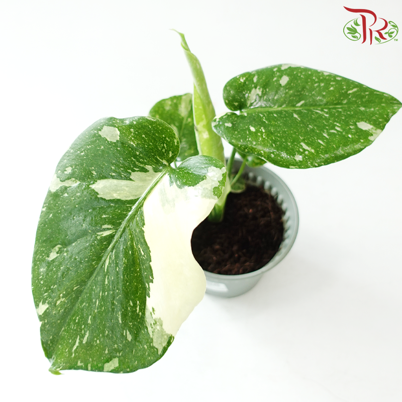 Monstera Thai Constellation《泰国金洒龟背竹》