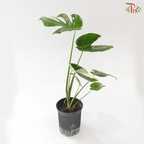 Monstera Thai Constellation P180《泰国金洒龟背竹》