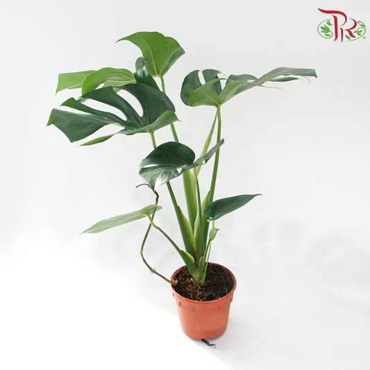 Monstera Deliciosa 150P《龟背竹》