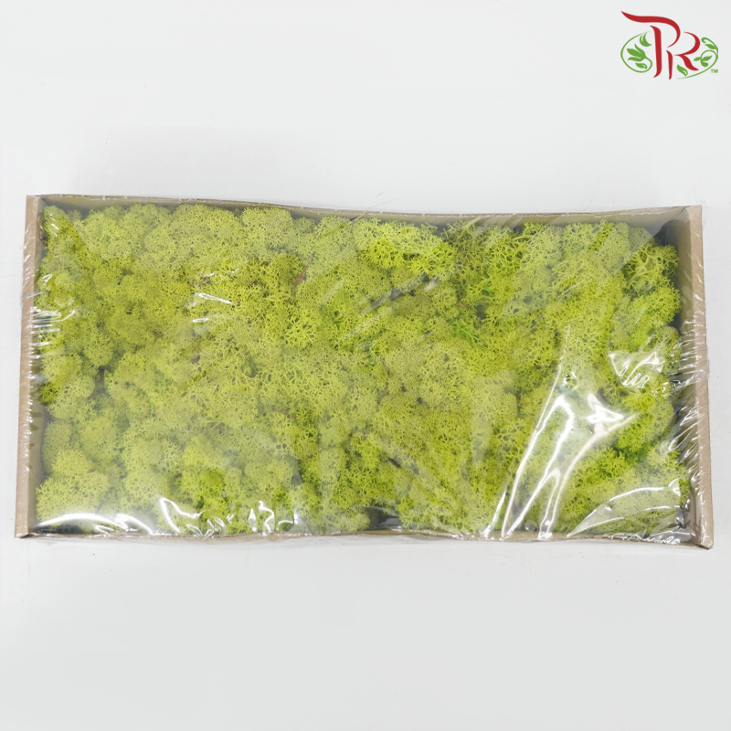Moss Reindeer (Dried) - Light Green (Per Box) - Pudu Ria Florist