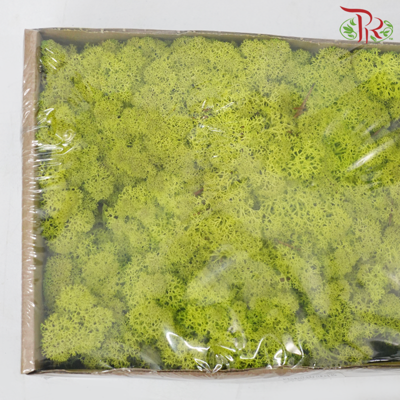 Moss Reindeer (Dried) - Light Green (Per Box) - Pudu Ria Florist
