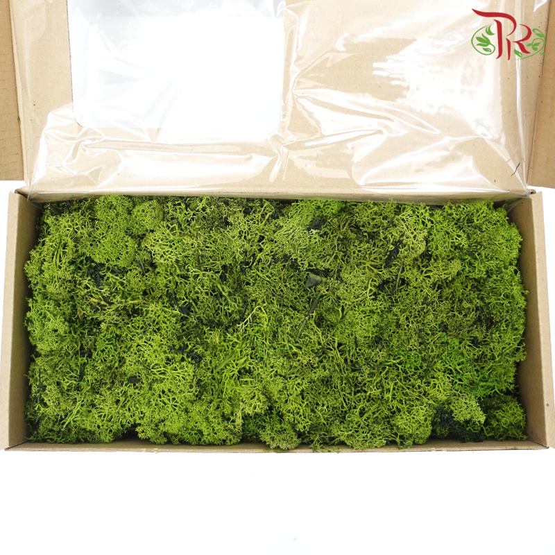 Moss Reindeer (Dried) - Green Tea Green (Per Box) - Pudu Ria Florist