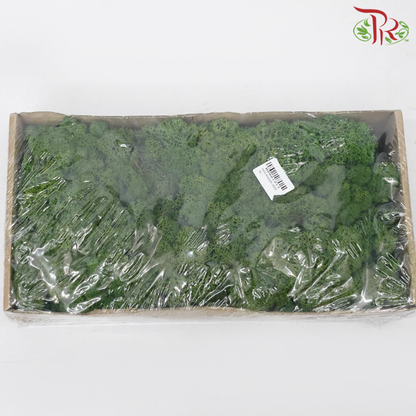 Moss Reindeer (Dried) - Dark Green (Per Box) - Pudu Ria Florist