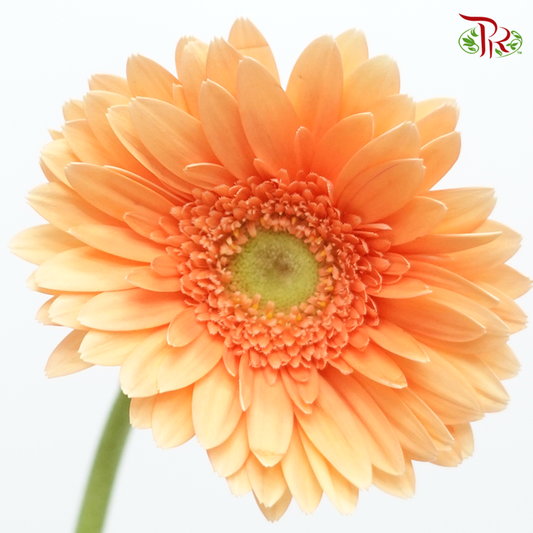 Gerbera - Orange With Green Heart (9-10 Stems) - Pudu Ria Florist