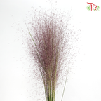 Muhlenbergia Capillaris (Per Bunch)
