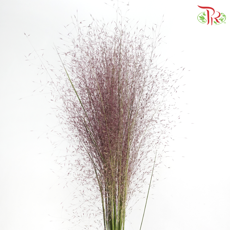 Muhlenbergia Capillaris (Per Bunch)