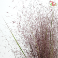 Muhlenbergia Capillaris (Per Bunch)