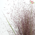 Muhlenbergia Capillaris (Per Bunch)