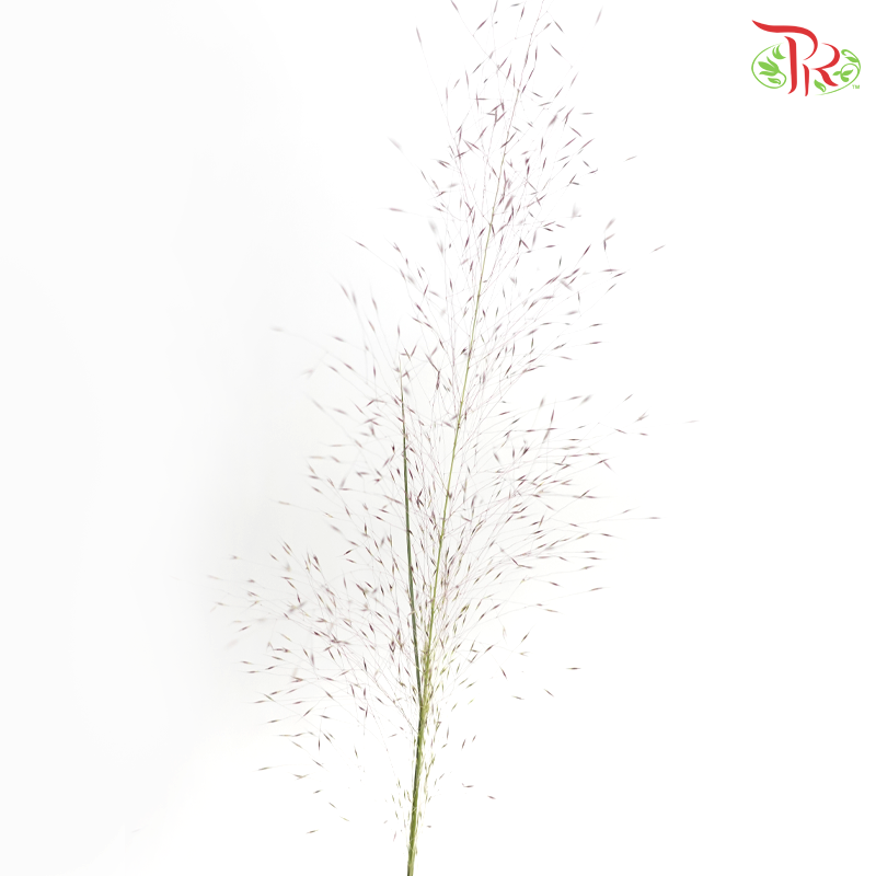 Muhlenbergia Capillaris (Per Bunch)