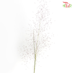 Muhlenbergia Capillaris (Per Bunch)