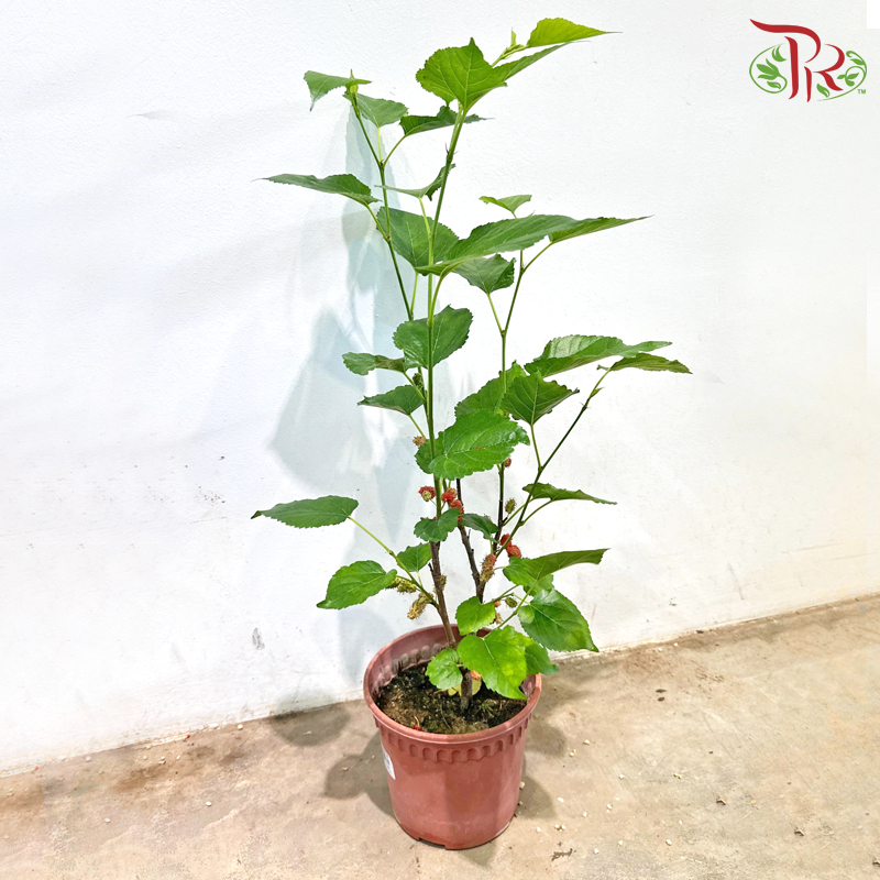 Mulberry P170《桑果》