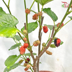 Mulberry P170《桑果》