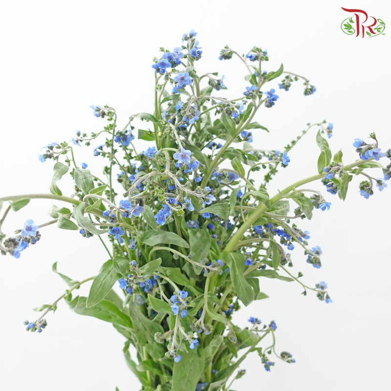 Myosotis - Blue (5 Stems)