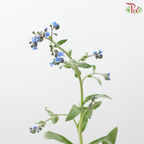 Myosotis - Blue (5 Stems)