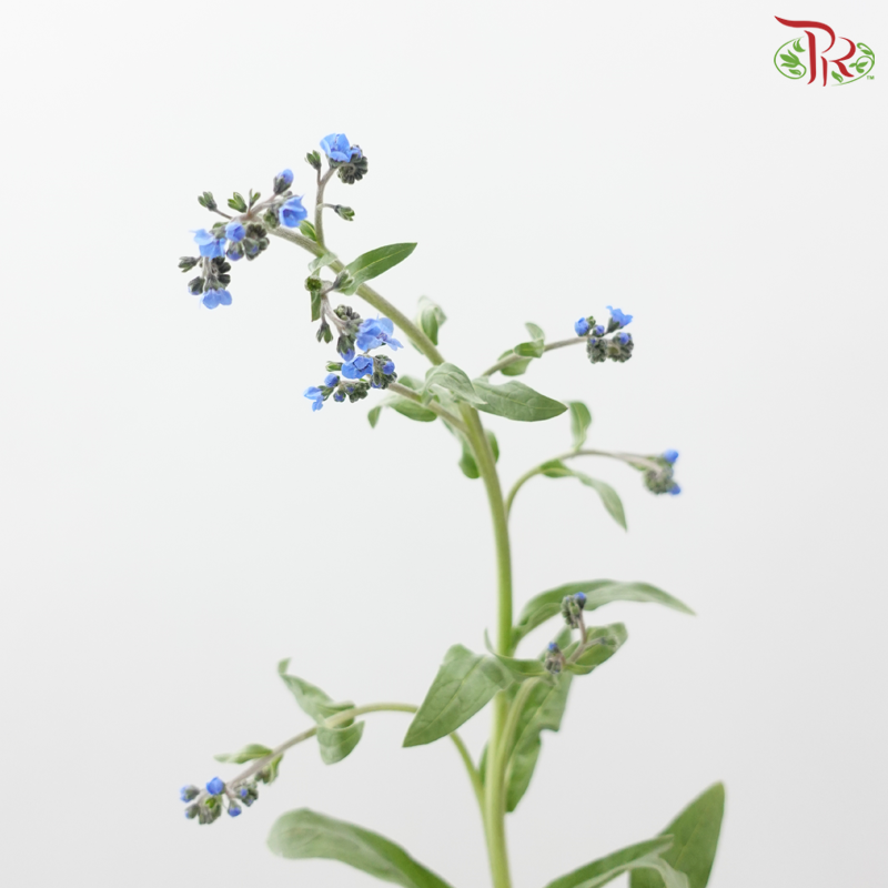 Myosotis - Blue (5 Stems)