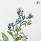 Myosotis - Blue (5 Stems)