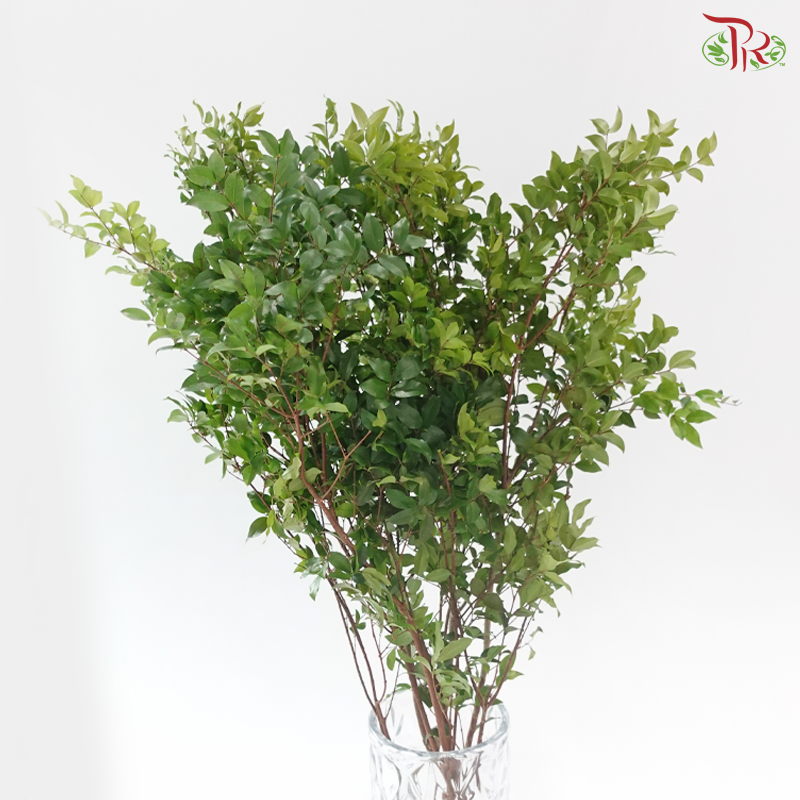 Myrciana Cauliflora (3 Stems)
