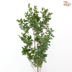 Myrciana Cauliflora (3 Stems)