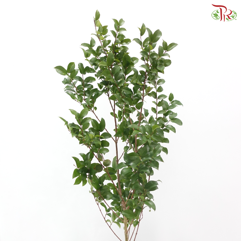 Myrciana Cauliflora (3 Stems)