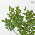 Myrciana Cauliflora (3 Stems)