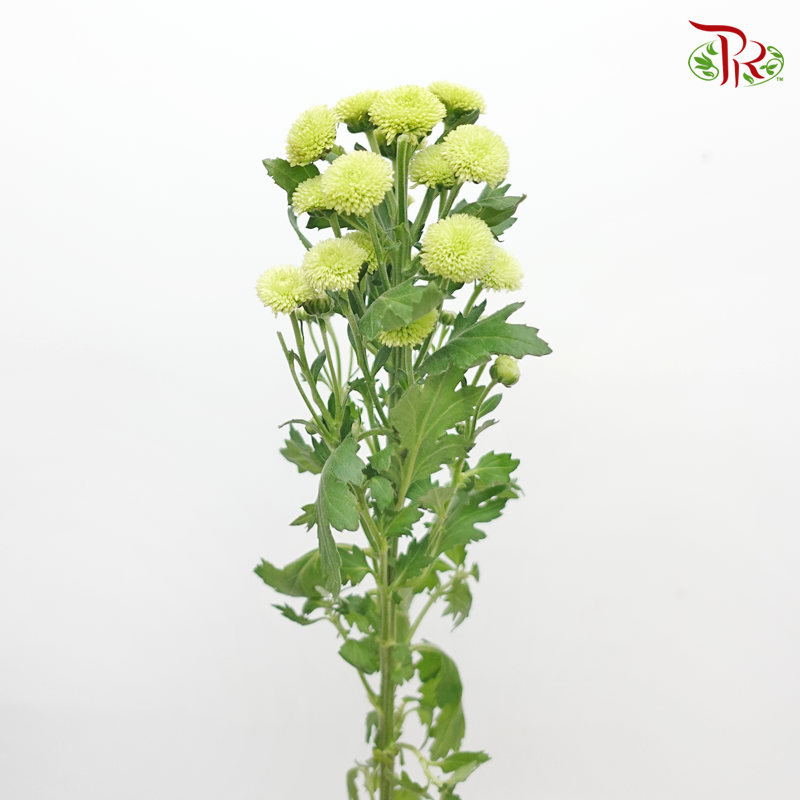 Calimero Mini Pom Pom - Green (10 Stems) - Pudu Ria Florist