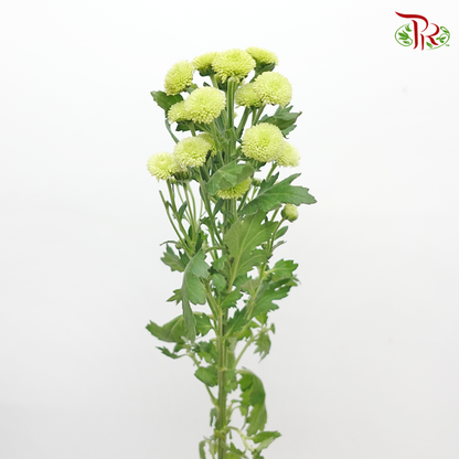 Calimero Mini Pom Pom - Green (10 Stems) - Pudu Ria Florist