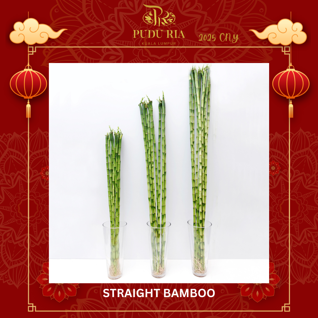 Straight Bamboo 直竹 (10 Stems) (110cm/120cm/130cm/140cm/150cm/160cm/170cm/180cm)