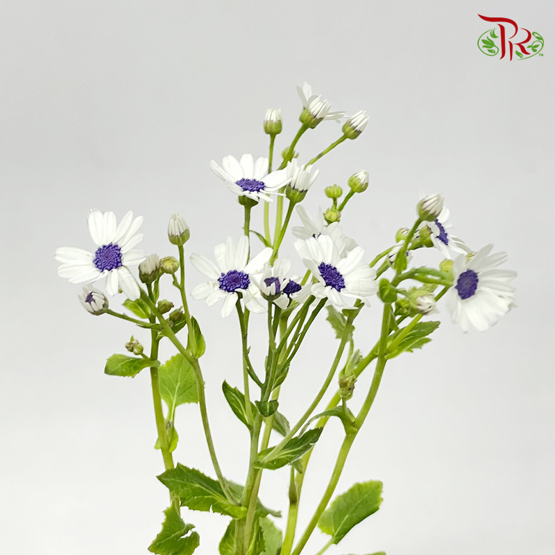 Pericallis - White With Blue/Purple Heart (2 Stems)