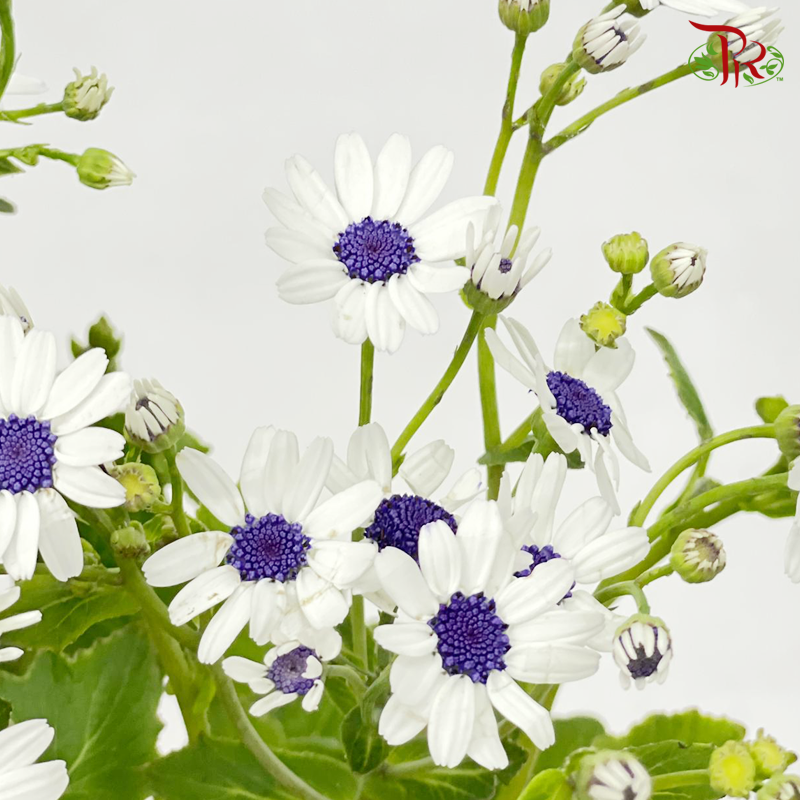 Pericallis - White With Blue/Purple Heart (2 Stems)