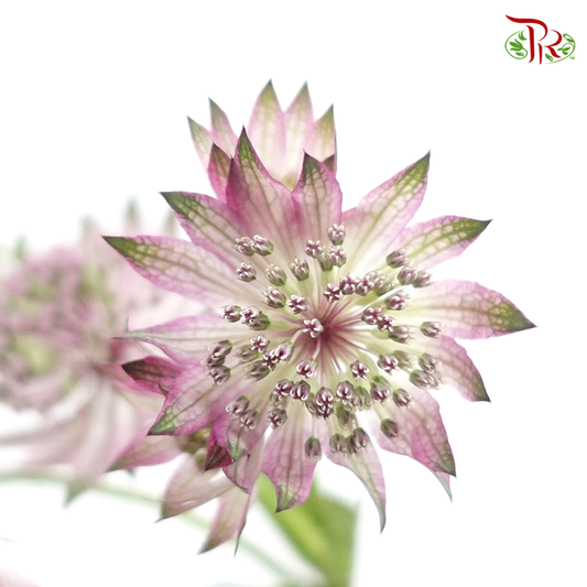 Astrantia - Lilac (5 Stems) - Pudu Ria Florist