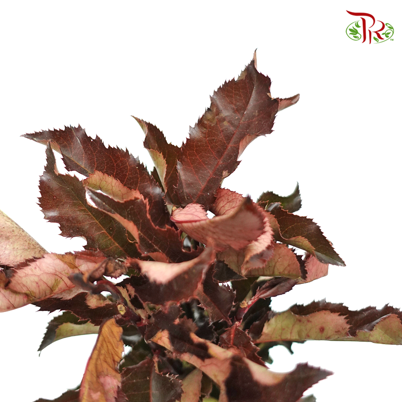 Photinia Red Leaf - (Per Bunch) - Pudu Ria Florist