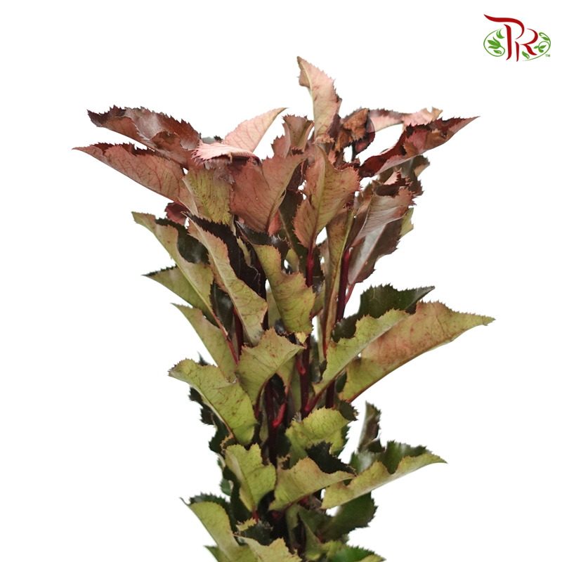 Photinia Red Leaf - (Per Bunch) - Pudu Ria Florist