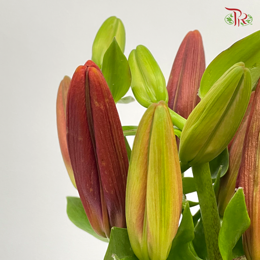 Tiger Lily 3+ - Ruby (5 Stems) - Pudu Ria Florist