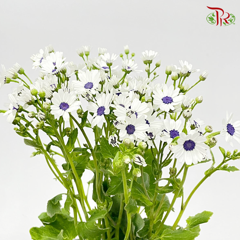 Pericallis - White With Blue/Purple Heart (2 Stems)