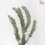 Nanmu Acacia 楠木相思 (Per Bunch)