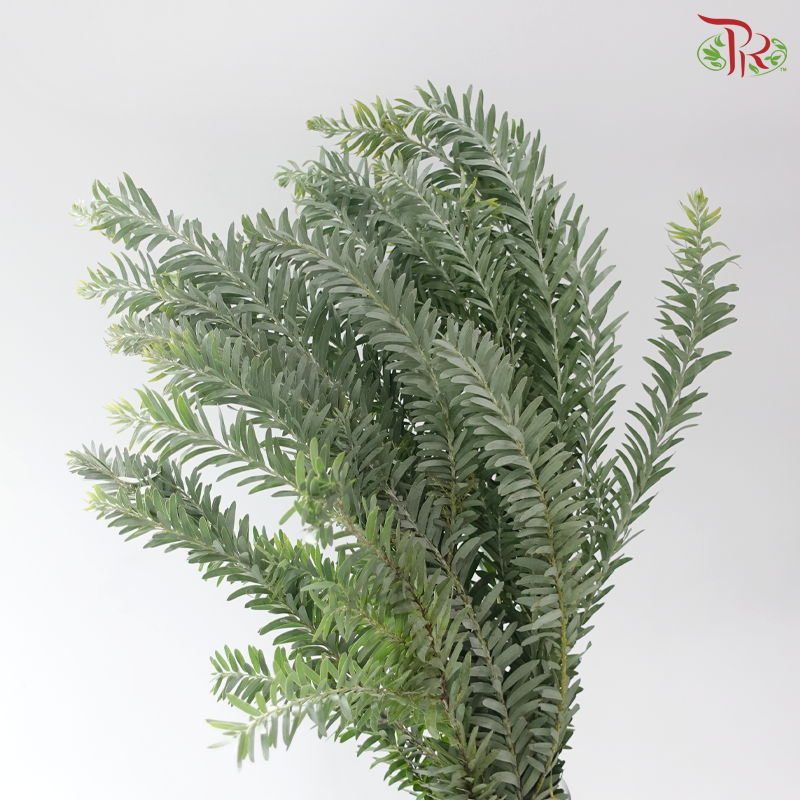 Nanmu Acacia 楠木相思 (Per Bunch)