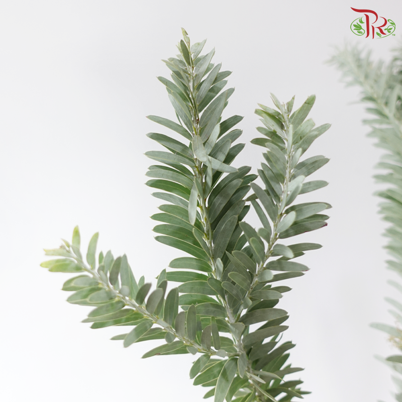 Nanmu Acacia 楠木相思 (Per Bunch)