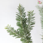 Nanmu Acacia 楠木相思 (Per Bunch)