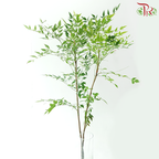 Nandina Domestica Leaf - Green