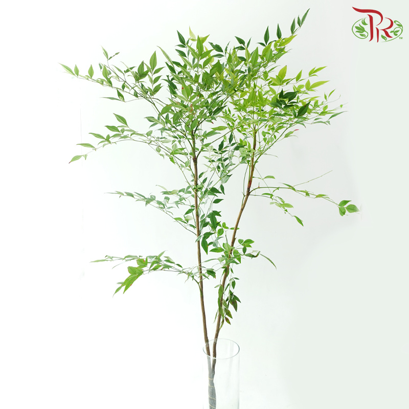 Nandina Domestica Leaf - Green