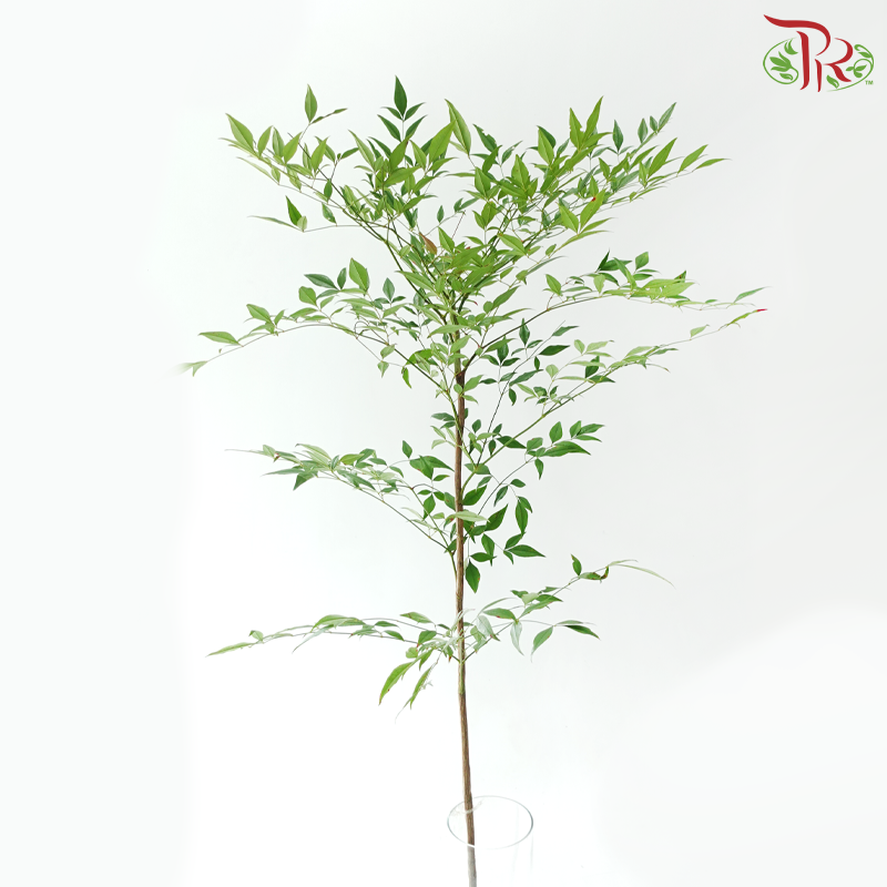 Nandina Domestica Leaf - Green