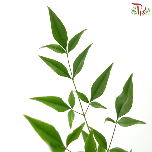 Nandina Domestica Leaf - Green