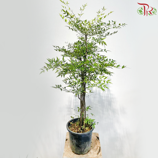 Nandina Domestica 1MOH《南天竹》