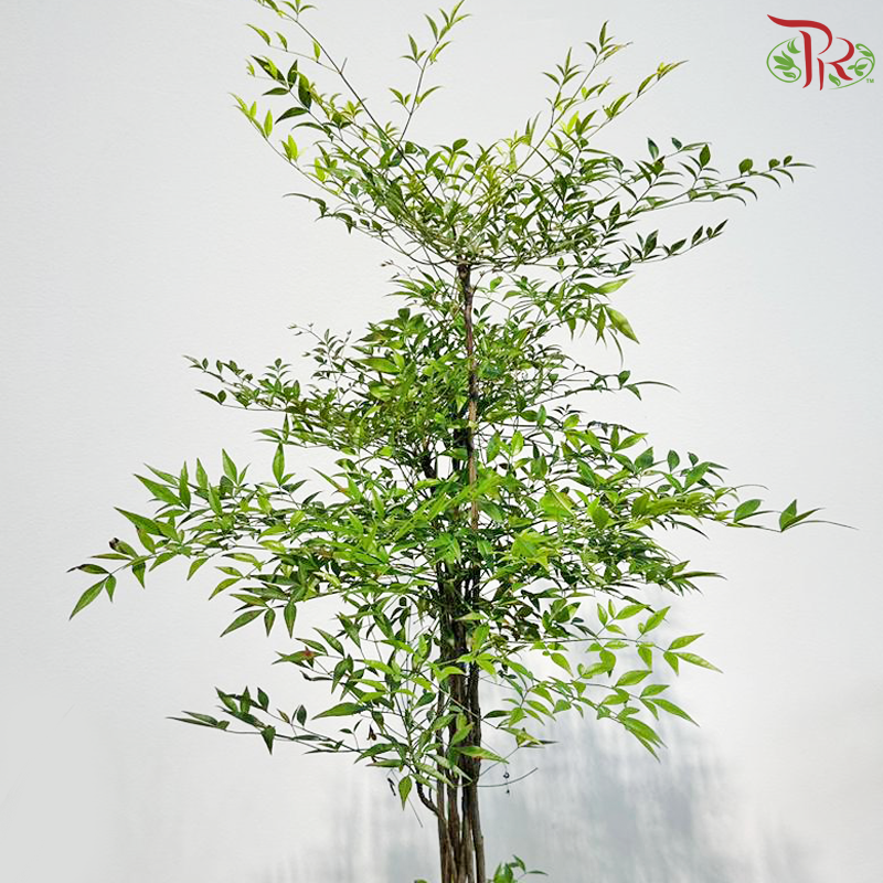 Nandina Domestica 1MOH《南天竹》