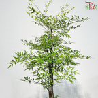 Nandina Domestica 1MOH《南天竹》