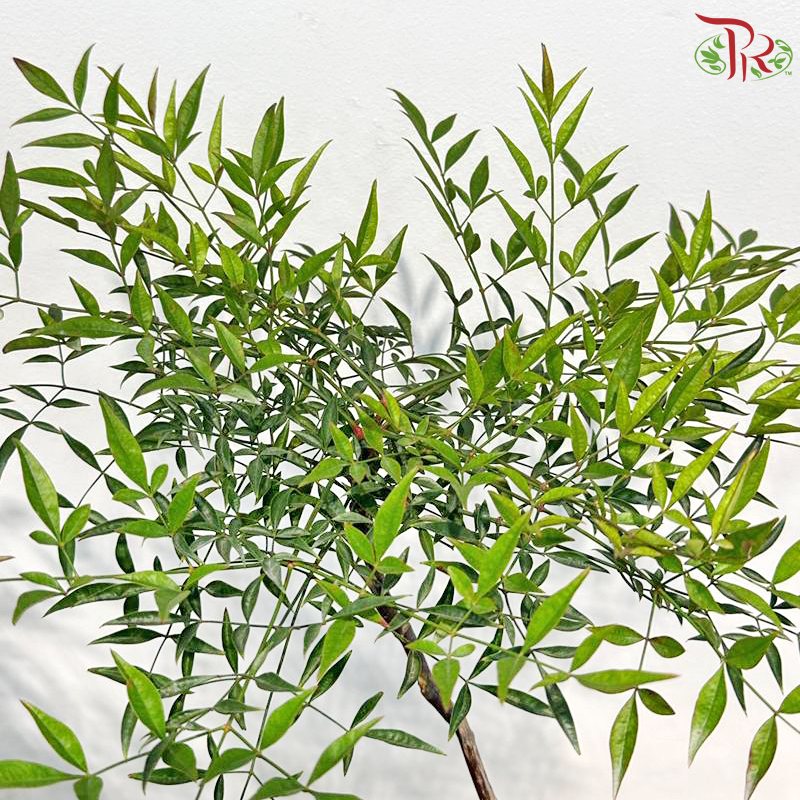 Nandina Domestica 1MOH《南天竹》